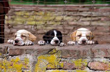 cachorros Pointer banco y negro y blanco y marron