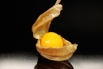 Fisalis aberta fundo preto