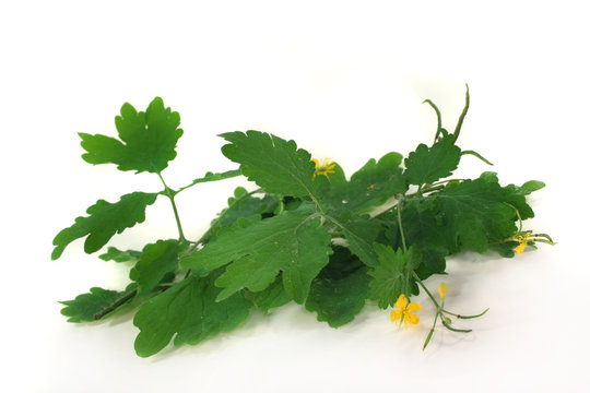 Sch&ouml;llkraut