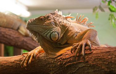 Lizzard