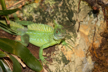Lizzard