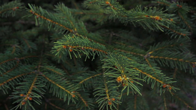 Green pine branch moving in the wind at twilight