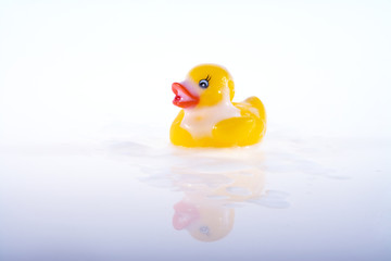 Swimming Duck