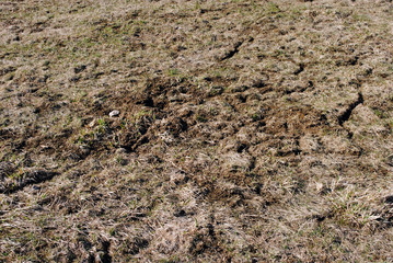 Von Mäusen durchfurchtes Feld