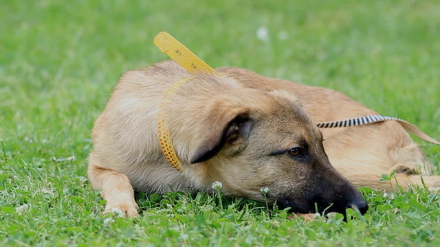 A cute dog lie on grass and doze