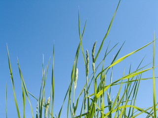 Fototapeta premium Young green grass outdoor over blue sky in summer