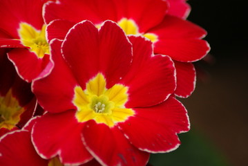 Fototapeta premium Primrose