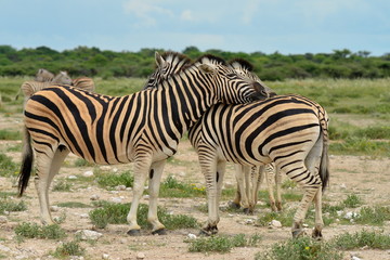 Fototapeta na wymiar Zebry w Etosha National Park, Namibia