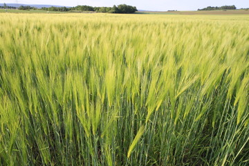 Getreidefeld in Nahaufnahme