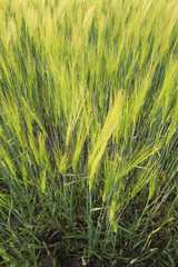 Getreidefeld in Nahaufnahme