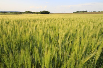 Getreidefeld in Nahaufnahme