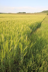 Getreidefeld in Nahaufnahme