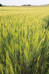 Getreidefeld in Nahaufnahme