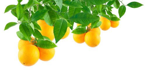 Oranges on a branch with leaves