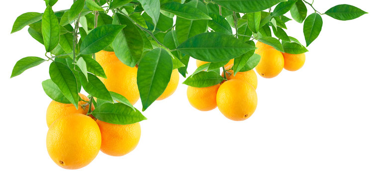Oranges on a branch with leaves