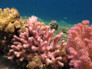 Colorful Corals in a Clear Blue Sea
