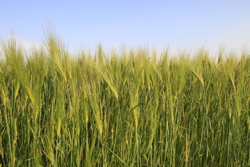 Getreidefeld in Nahaufnahme