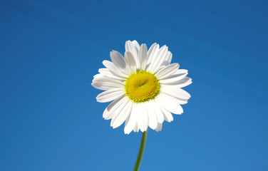 Daisy on blue sky