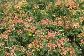 Fototapeta premium Mouron Rouge