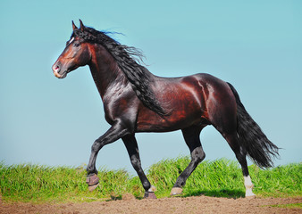 andalusian stallion