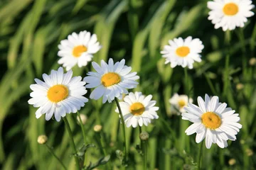 Vlies Fototapete Gänseblümchen Summer field of white daisies