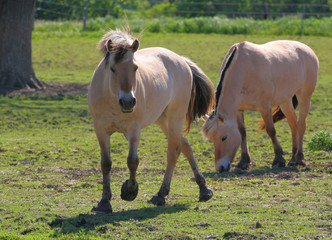 Norwegian Fjord Horse