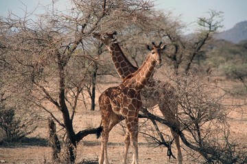 Naklejka premium giraf