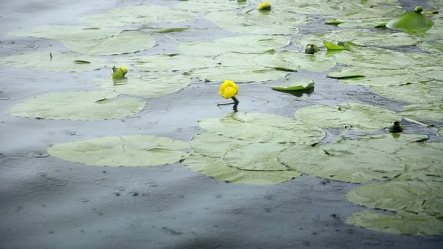 pioggia in uno stagno