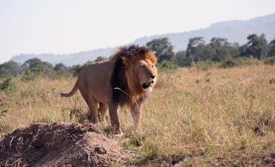 Lion