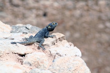 lizard