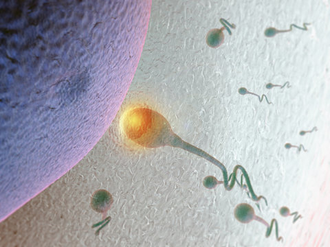 Spermium dringt in Eizelle