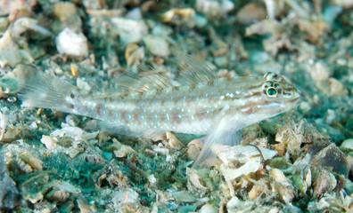 Macro of a Bridled Blenny resting on its pectoral fins.