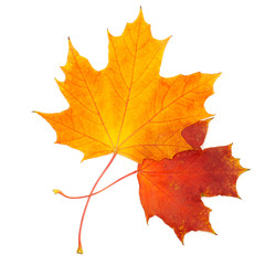 beautiful autumn maple leaves isolated on white background