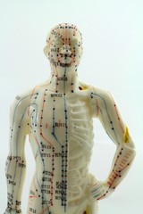 Männer Oberkörper - Akupunktur Model - Chinesische Medizin