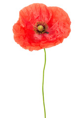 Poppy