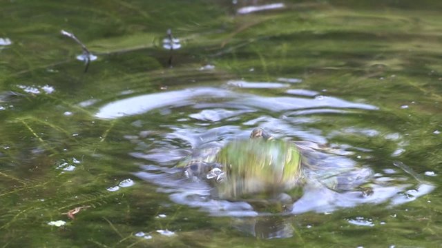 Froschkonzert