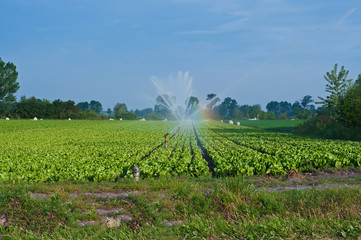 irrigare campo di ortaggi