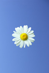 Daisy flower