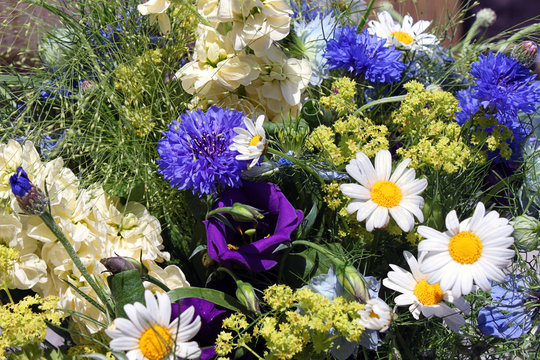 Wiesenblumen