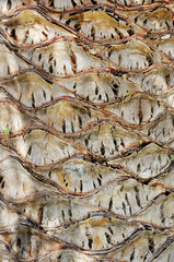 Palm tree bark