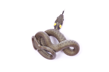snake