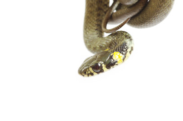Obraz premium snake