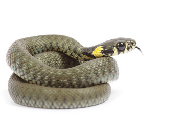 snake