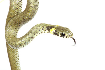 snake