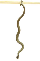 snake