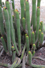 long cactus plant