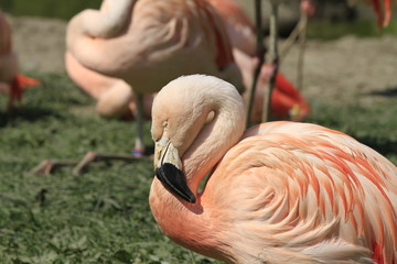Flamingo in Nahaufnahme