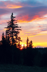 Fototapeta premium Alaskan sunset with silhouetted spruce trees