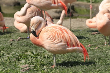 Flamingo in Nahaufnahme