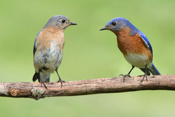 Pair of Eastern Bluebird